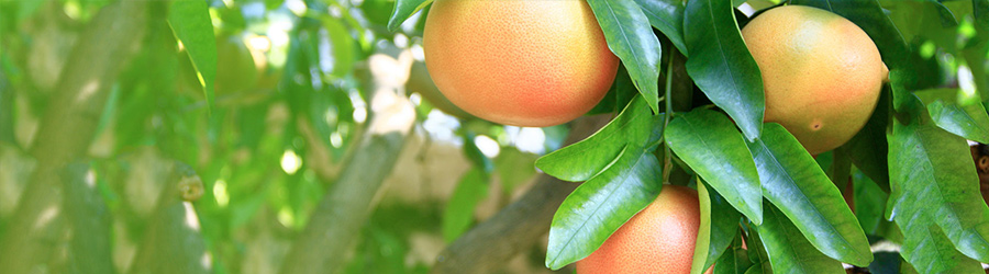 Eucalan pamplemousse