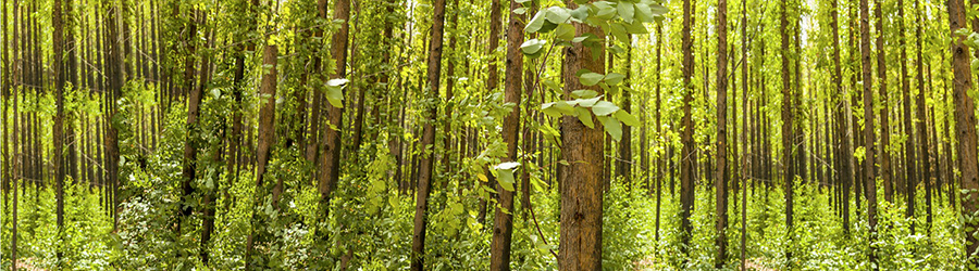 Eucalan eucalyptus